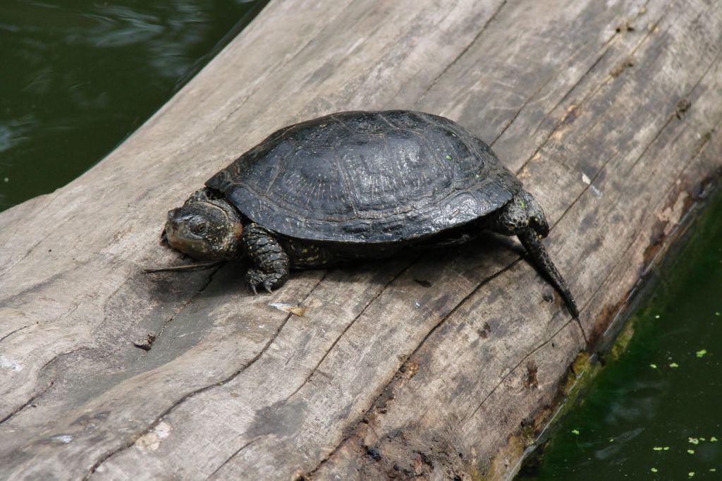 Фото 54 - Киевский зоопарк