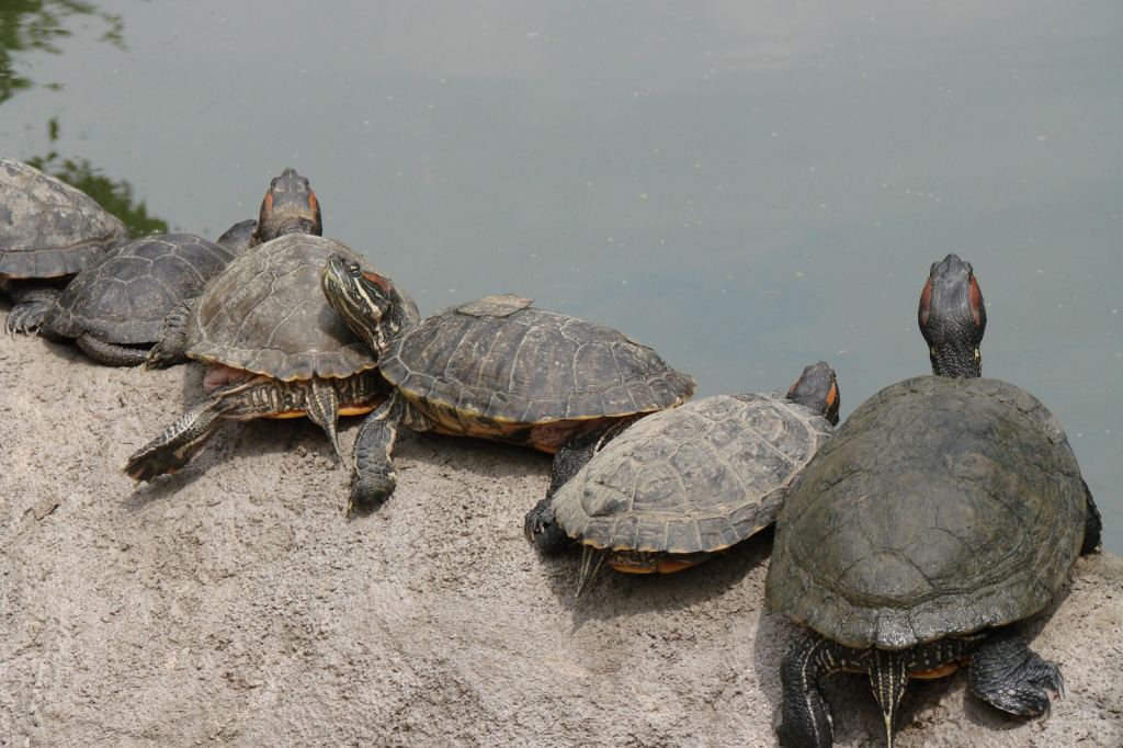 Фото 55 - Киевский зоопарк