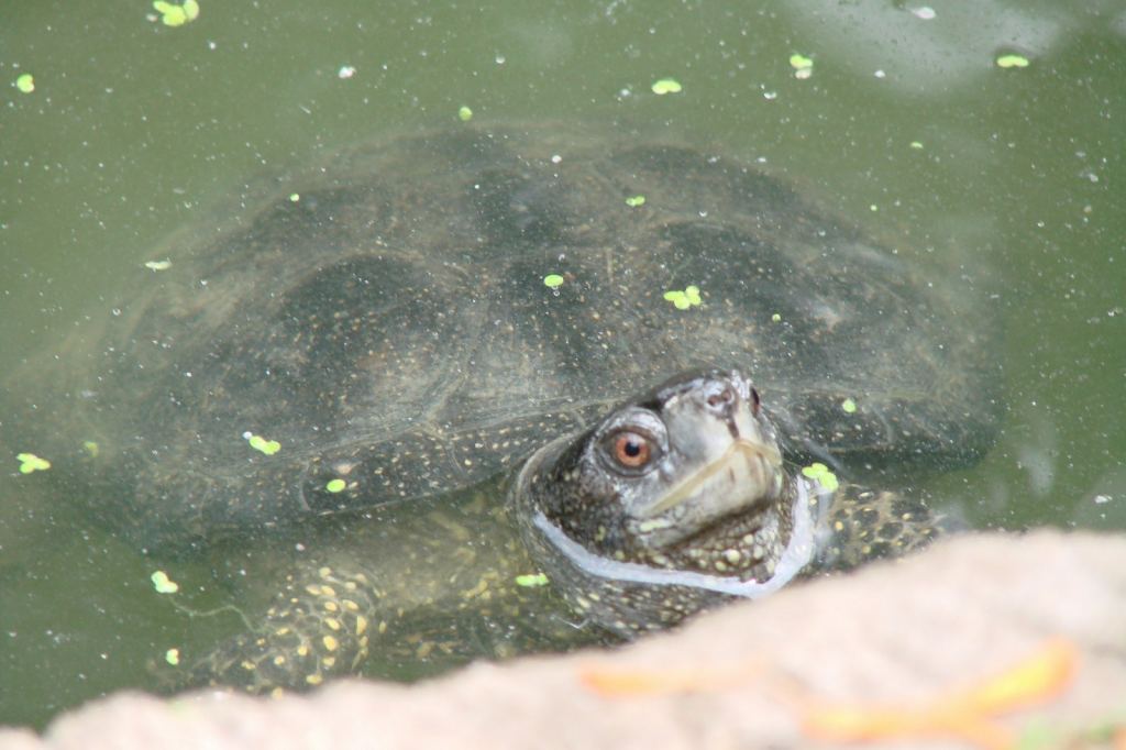 Фото 56 - Киевский зоопарк