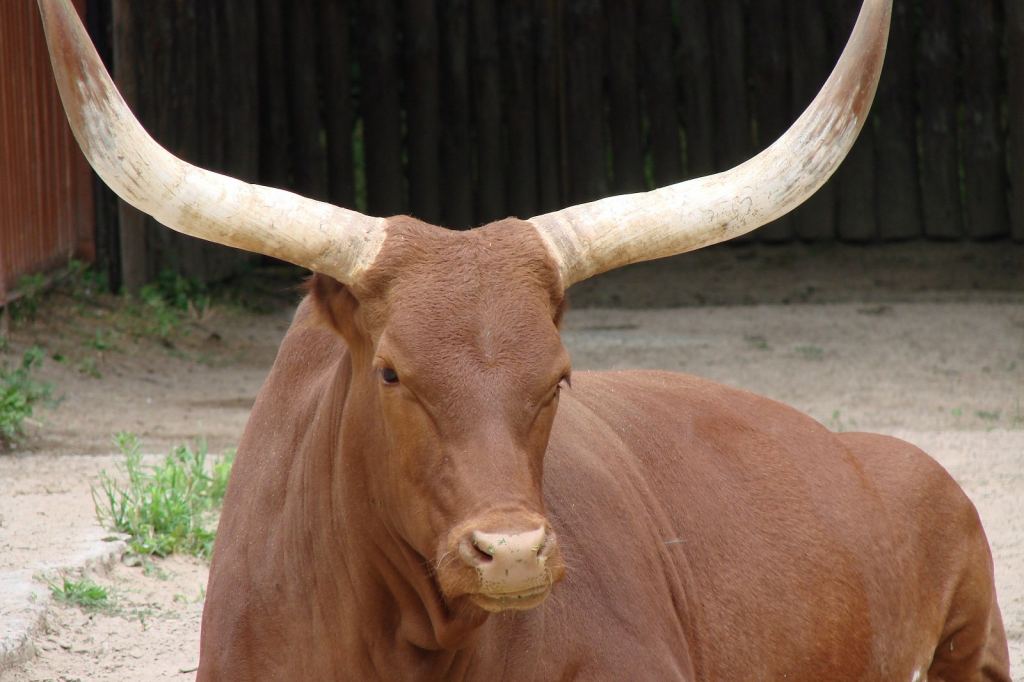 Фото 57 - Киевский зоопарк