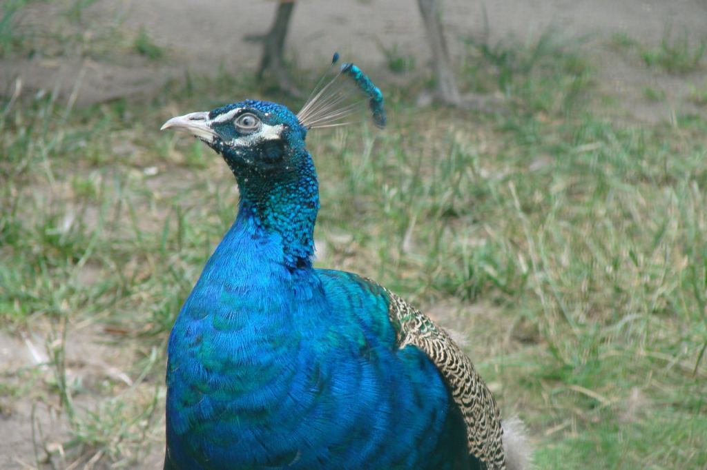 Фото 59 - Киевский зоопарк