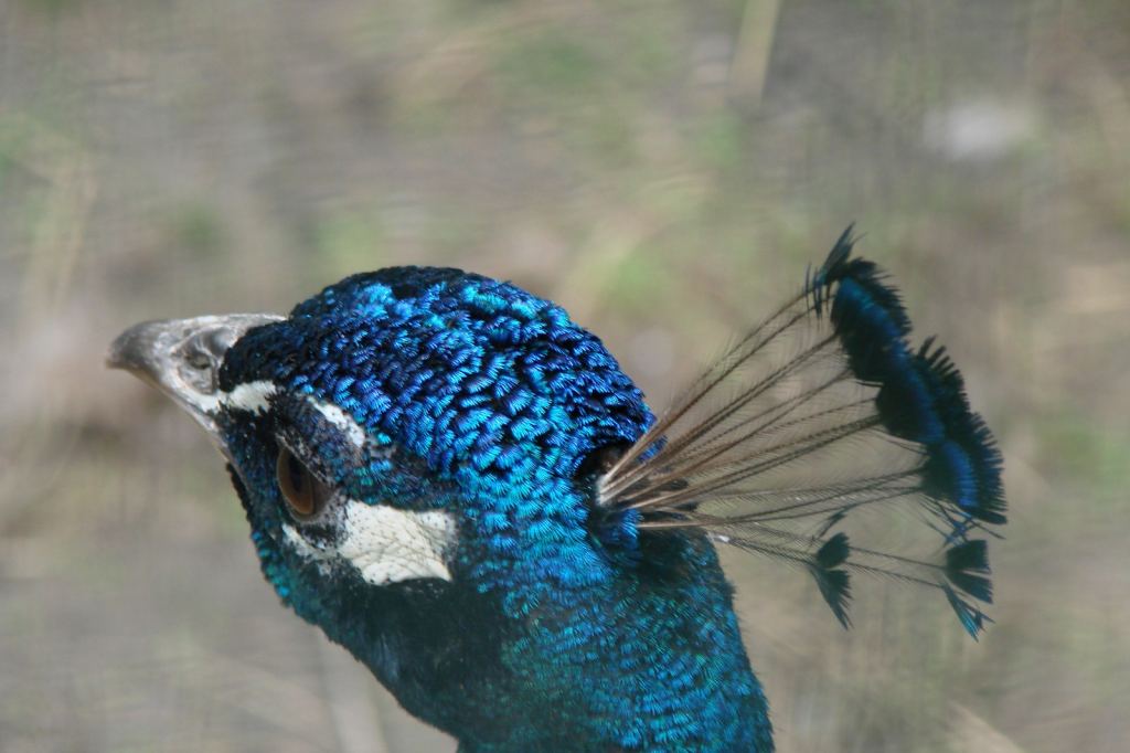 Фото 60 - Киевский зоопарк