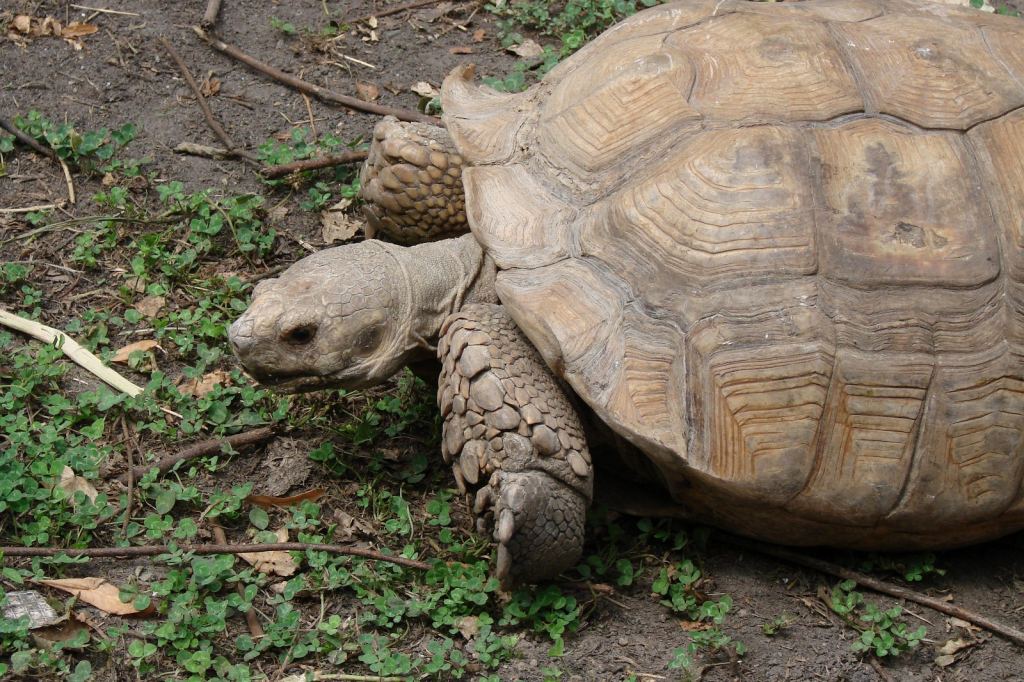 Фото 61 - Киевский зоопарк