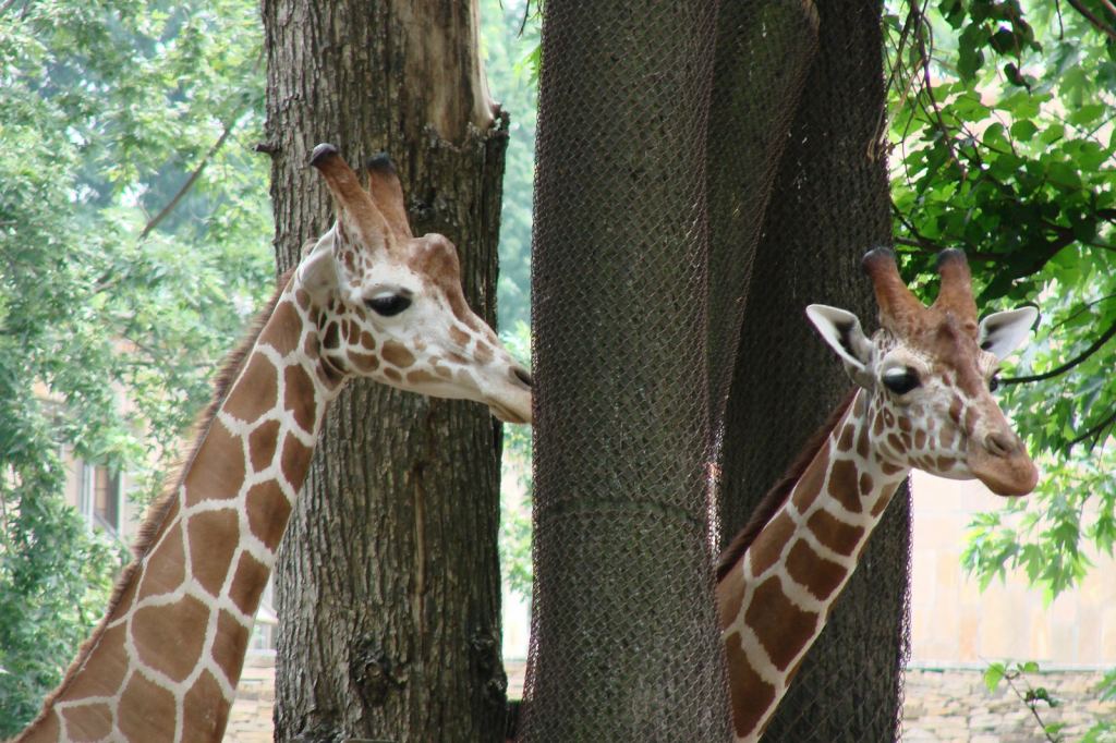 Фото 62 - Киевский зоопарк