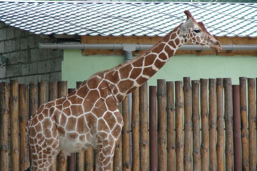 Фото 63 - Киевский зоопарк