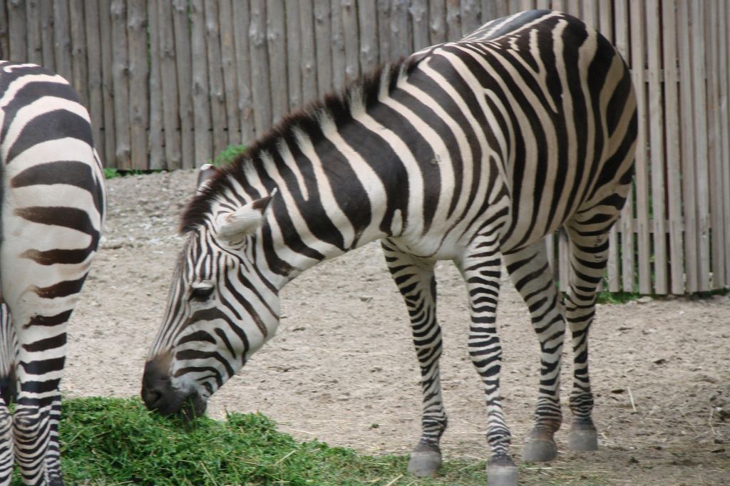 Фото 66 - Киевский зоопарк