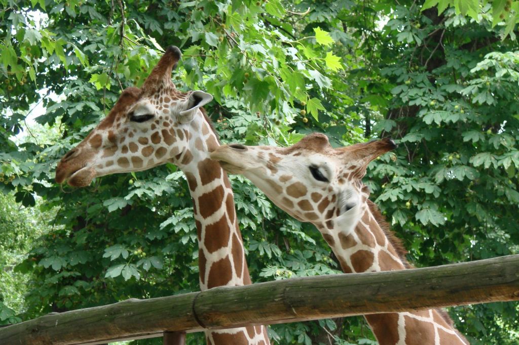 Фото 68 - Киевский зоопарк