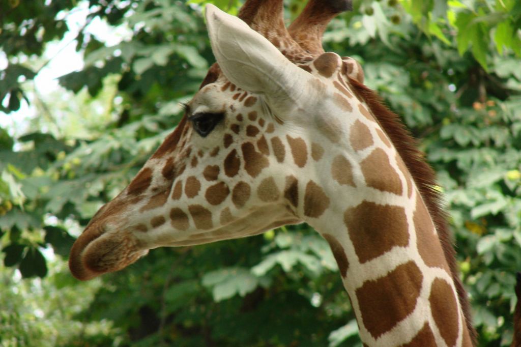 Фото 69 - Киевский зоопарк