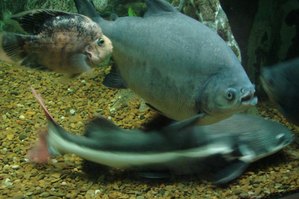 Фото 73 - Киевский зоопарк