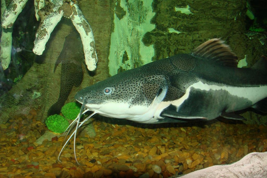 Фото 74 - Киевский зоопарк