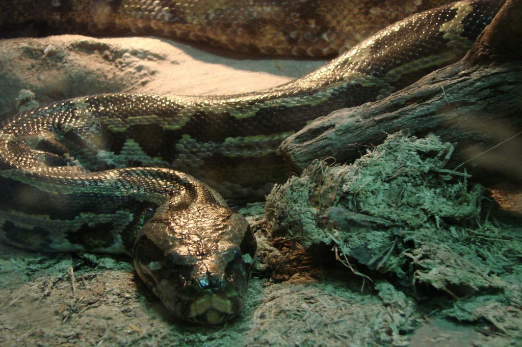 Фото 77 - Киевский зоопарк