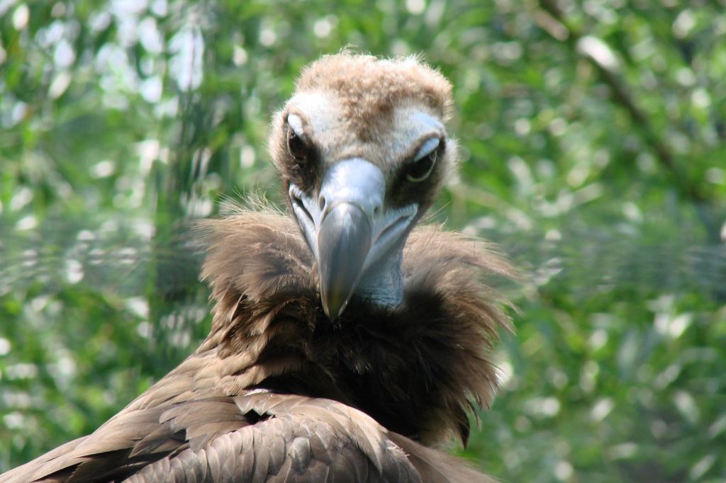 Фото 78 - Киевский зоопарк