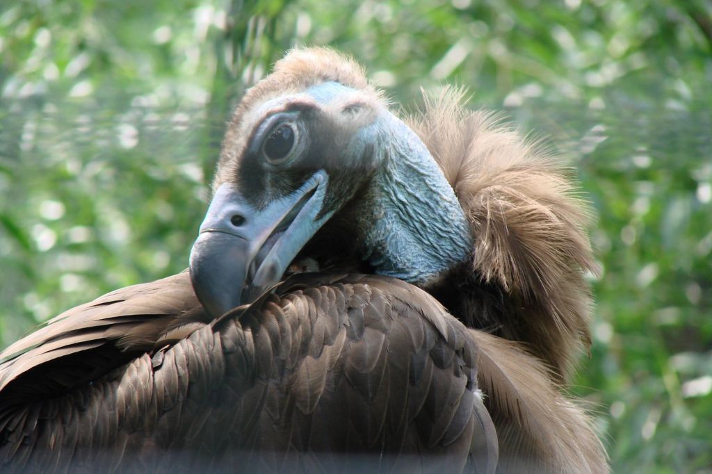 Фото 79 - Киевский зоопарк