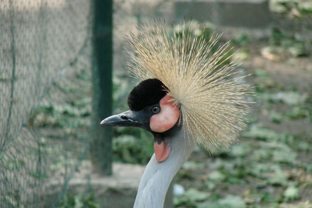 Фото 80 - Киевский зоопарк