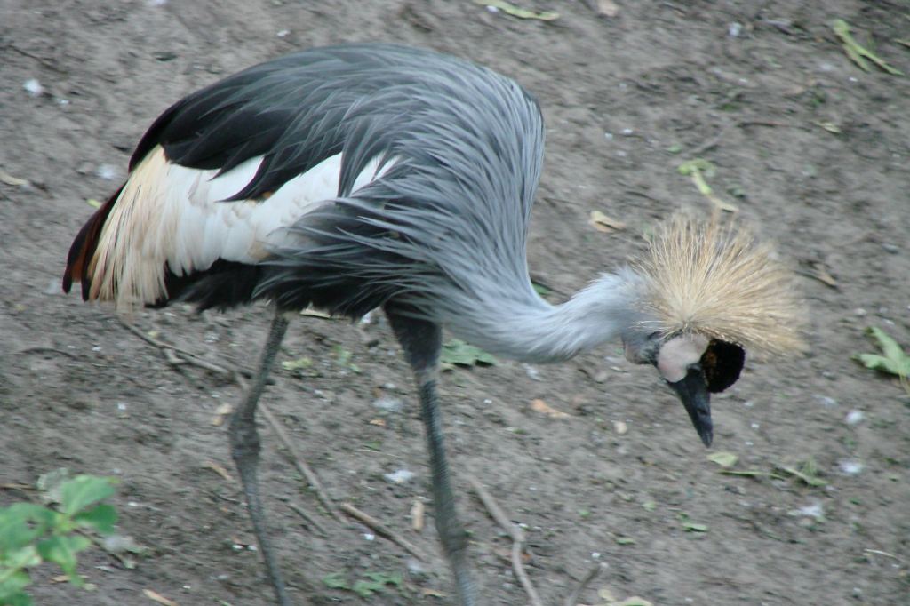 Фото 81 - Киевский зоопарк