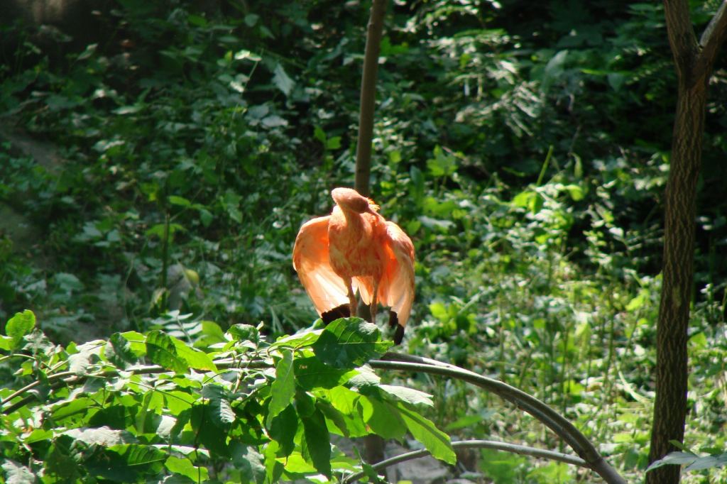 Фото 82 - Киевский зоопарк