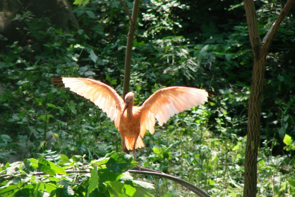 Фото 83 - Киевский зоопарк