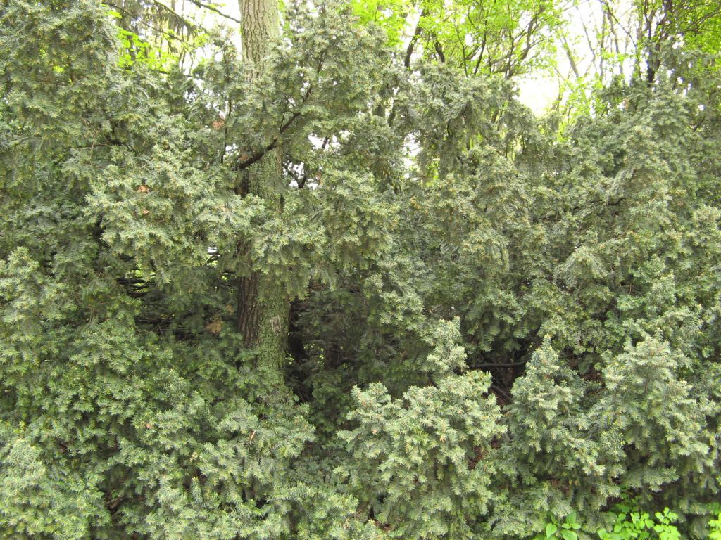 Национальній ботаническій сад в Киеве, станция Дружбы народов - Киев - Ботанический сад им. Гришка весной