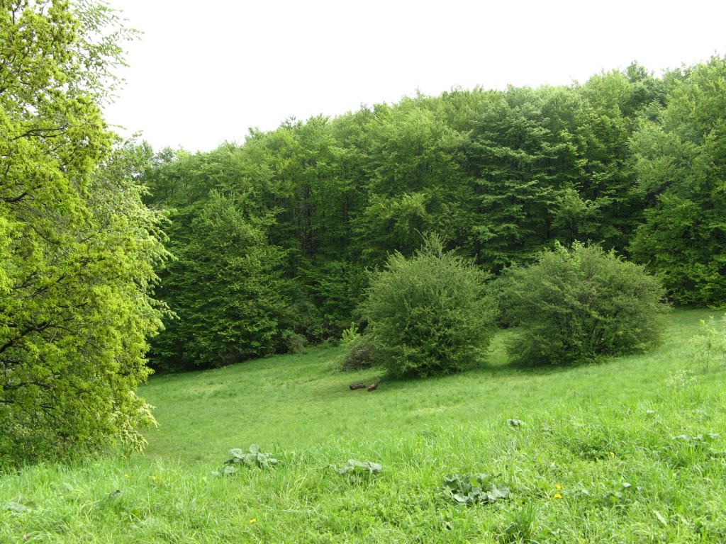 В Национальном Киевском ботаническом саду - Киев - Ботанический сад им. Гришка весной