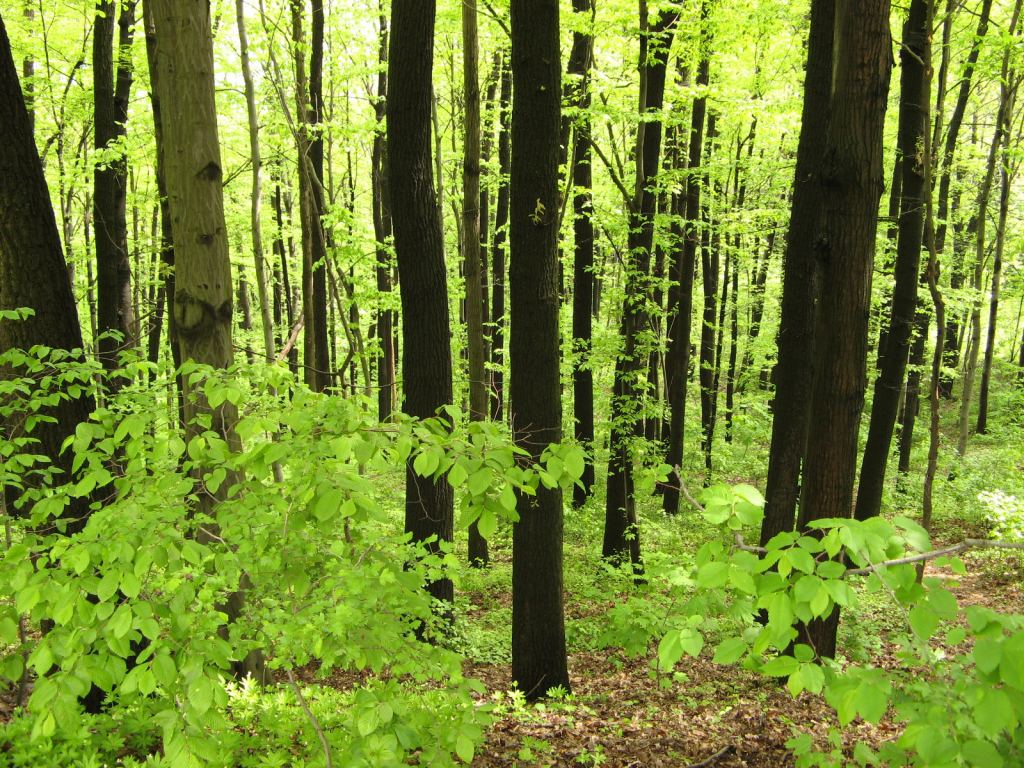 В Национальном Киевском ботаническом саду - Киев - Ботанический сад им. Гришка весной