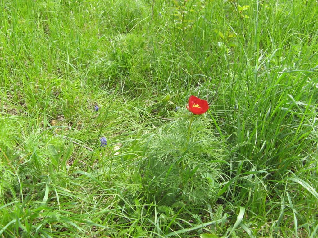 В Национальном Киевском ботаническом саду - Киев - Ботанический сад им. Гришка весной