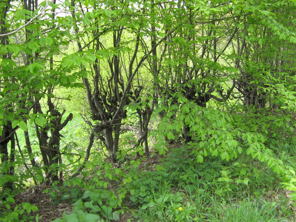 В Национальном Киевском ботаническом саду - Киев - Ботанический сад им. Гришка весной