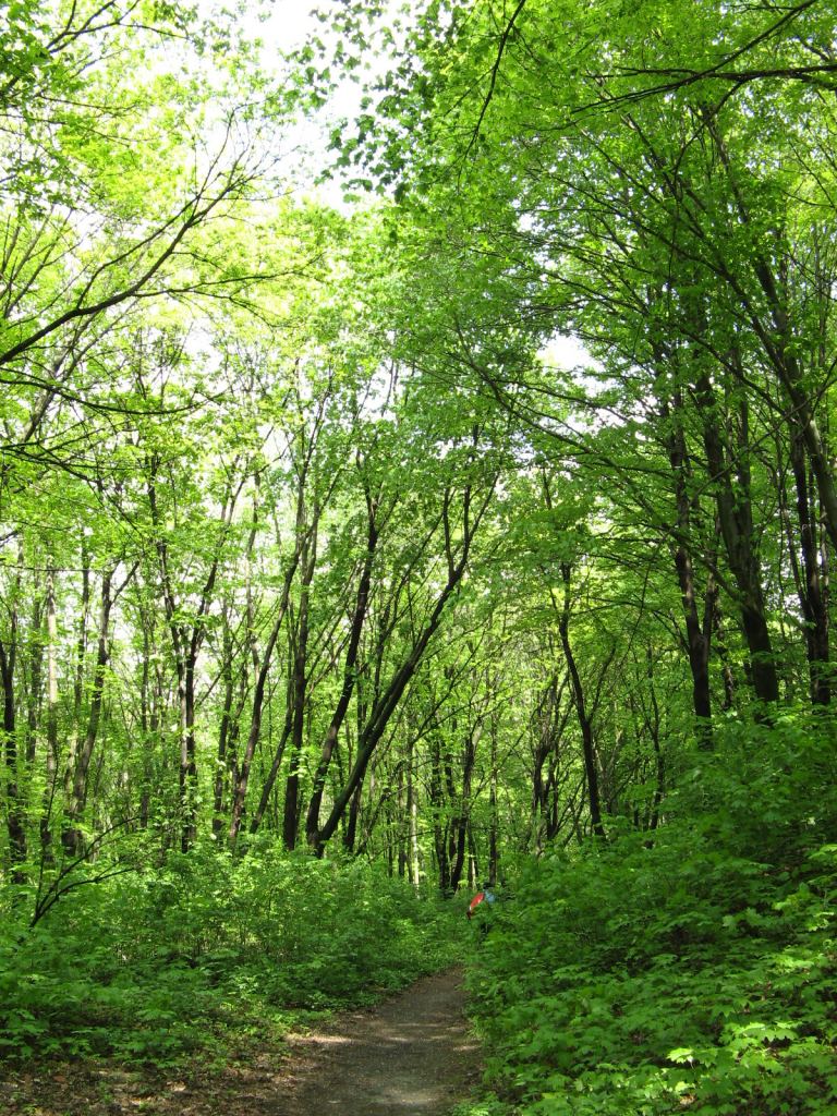 Фото 15 - Киев - Ботанический сад им. Гришка весной