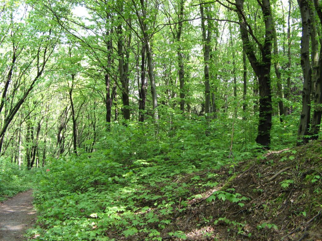 В Национальном Киевском ботаническом саду - Киев - Ботанический сад им. Гришка весной