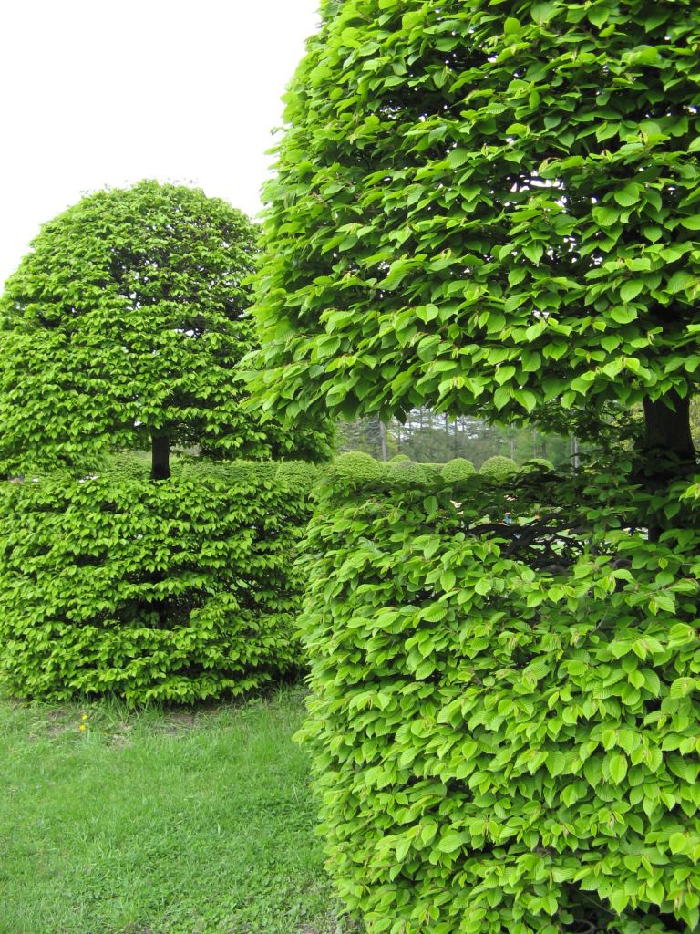 В Национальном Киевском ботаническом саду - Киев - Ботанический сад им. Гришка весной