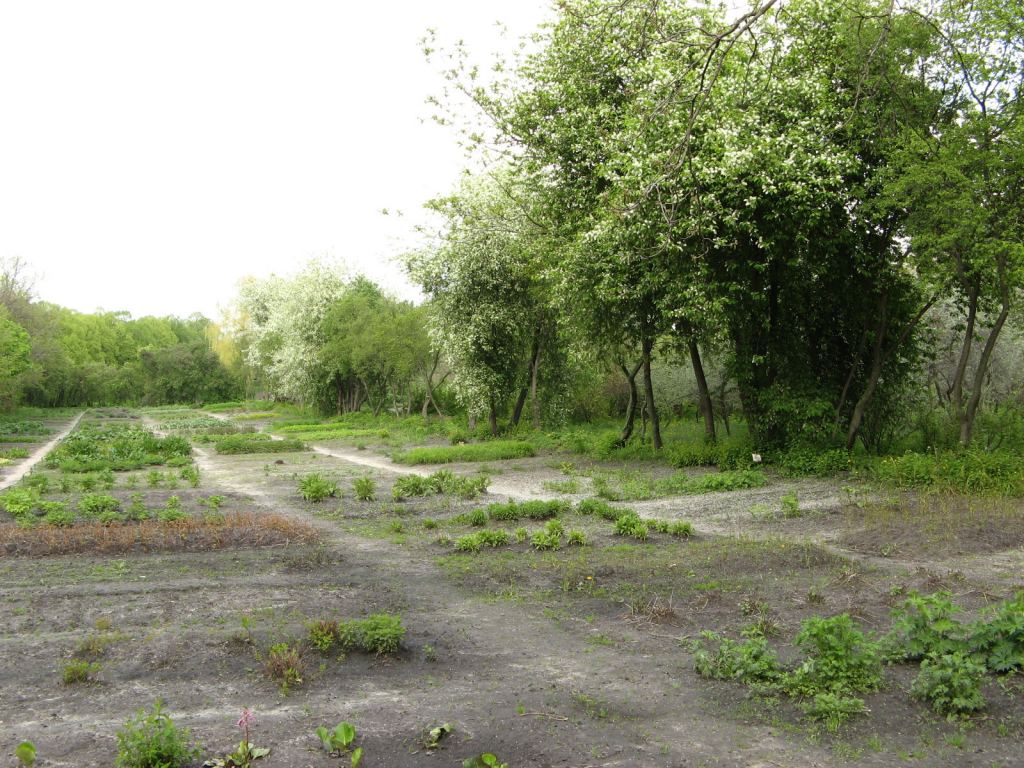 В Национальном Киевском ботаническом саду - Киев - Ботанический сад им. Гришка весной