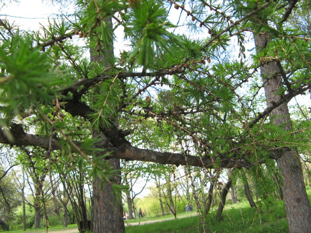 В Национальном Киевском ботаническом саду - Киев - Ботанический сад им. Гришка весной