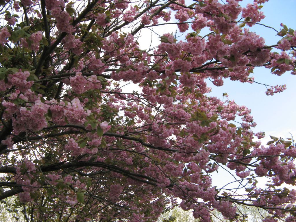 Цветущая сакура - Киев - Ботанический сад им. Гришка весной