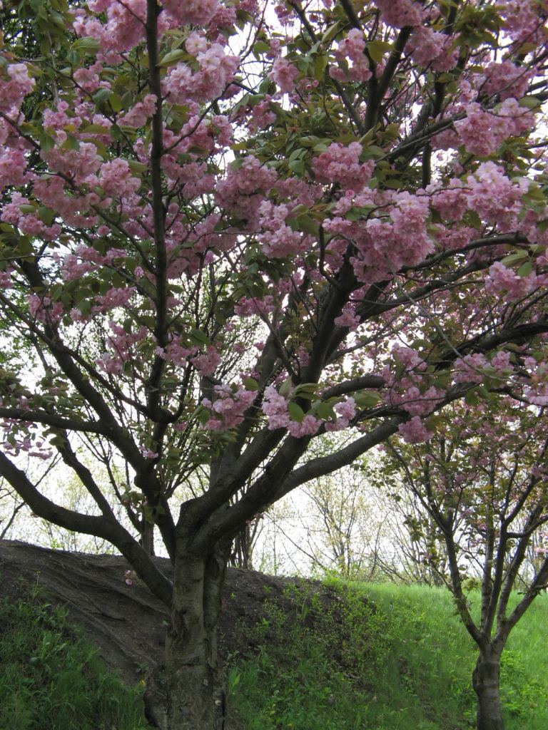 Фото 24 - Киев - Ботанический сад им. Гришка весной