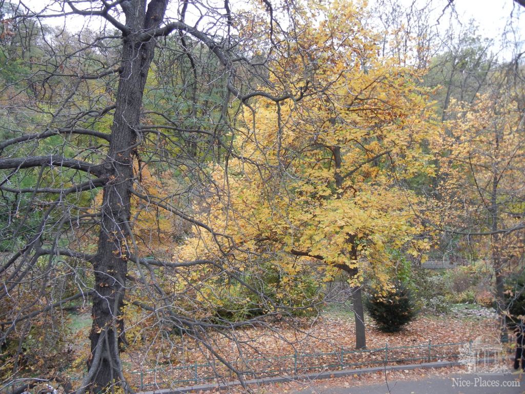 Фото 3 - Золотая осень в ботаническом саду им. Фомина