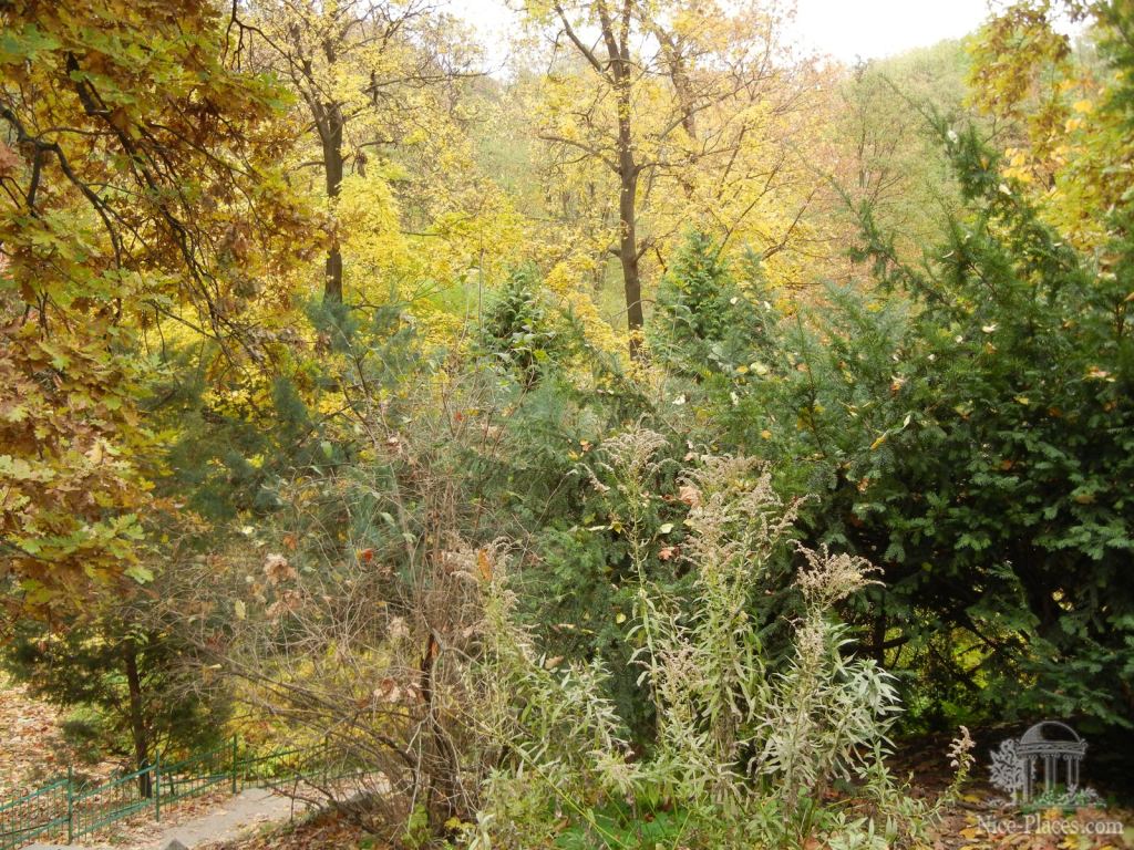 Фото 12 - Золотая осень в ботаническом саду им. Фомина