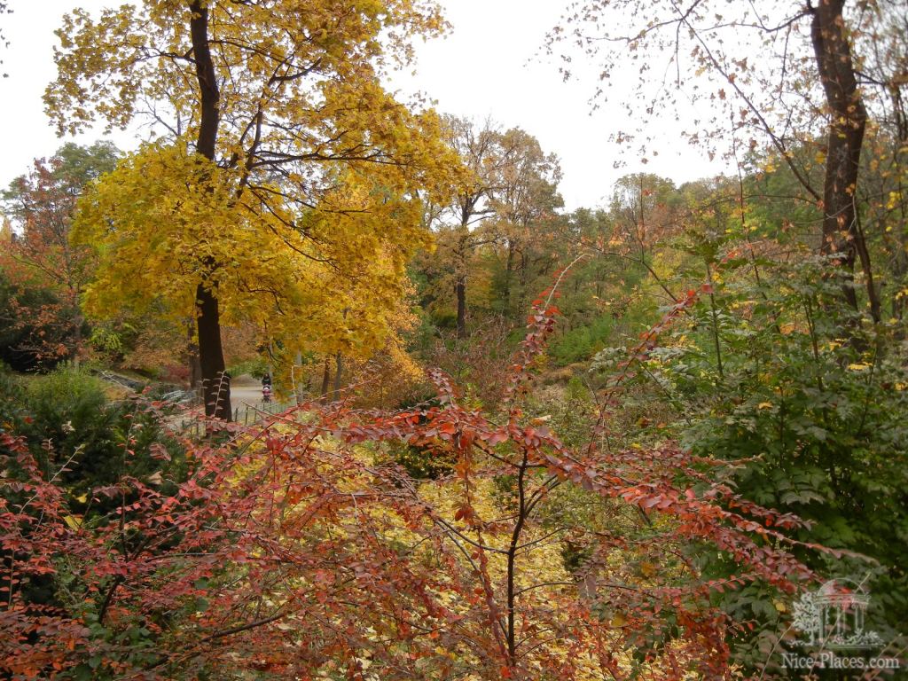 Фото 13 - Золотая осень в ботаническом саду им. Фомина