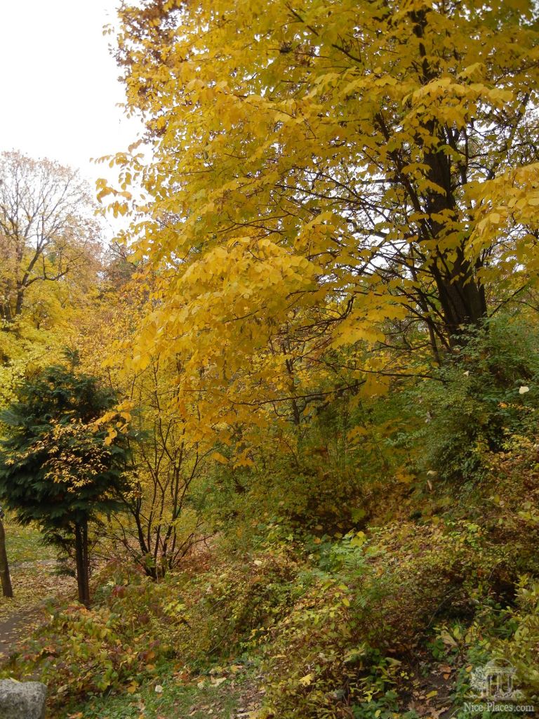 Фото 15 - Золотая осень в ботаническом саду им. Фомина