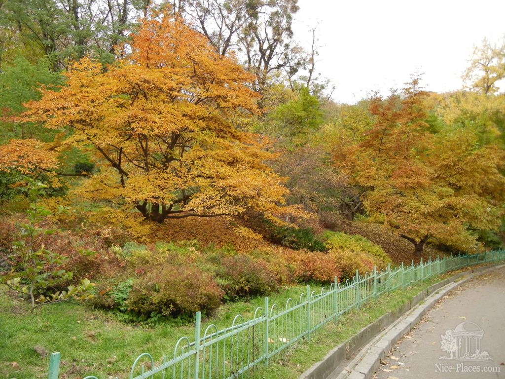 Фото 19 - Золотая осень в ботаническом саду им. Фомина