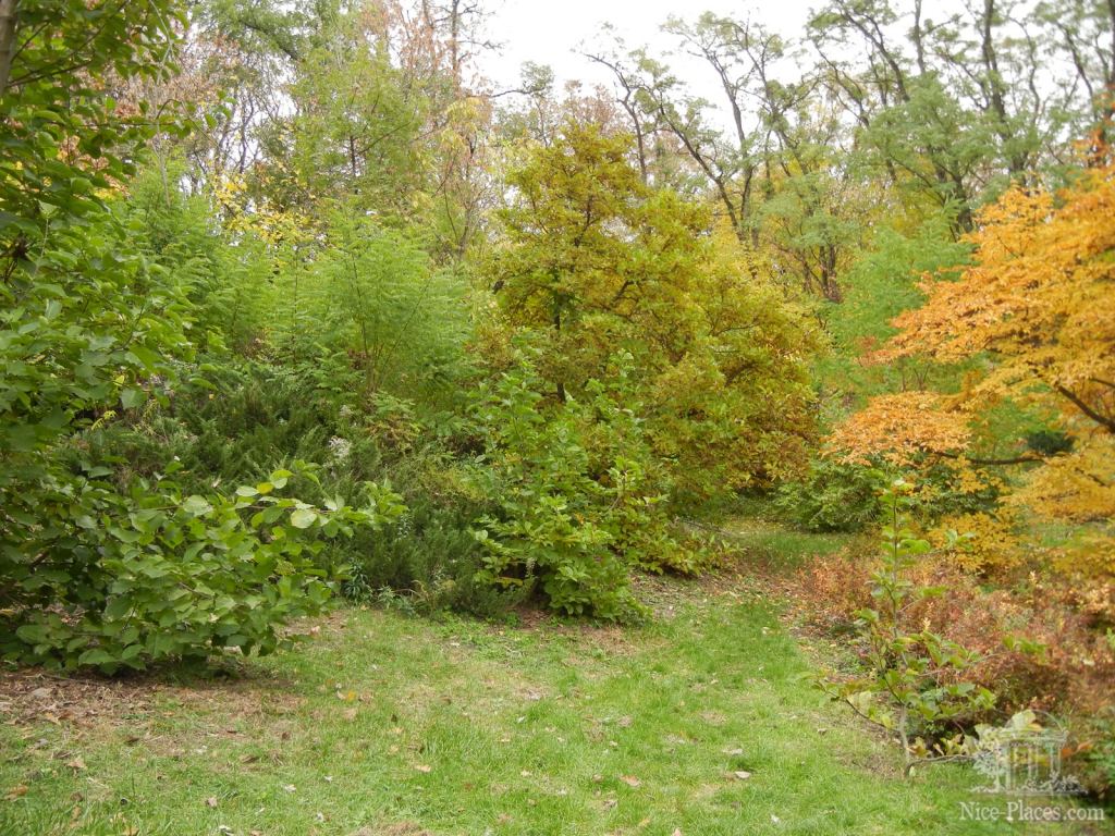 Фото 20 - Золотая осень в ботаническом саду им. Фомина