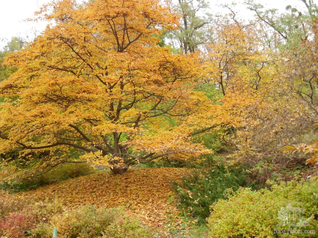 Фото 21 - Золотая осень в ботаническом саду им. Фомина