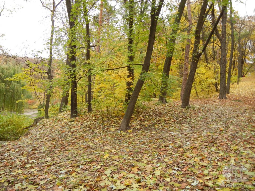 Фото 22 - Золотая осень в ботаническом саду им. Фомина