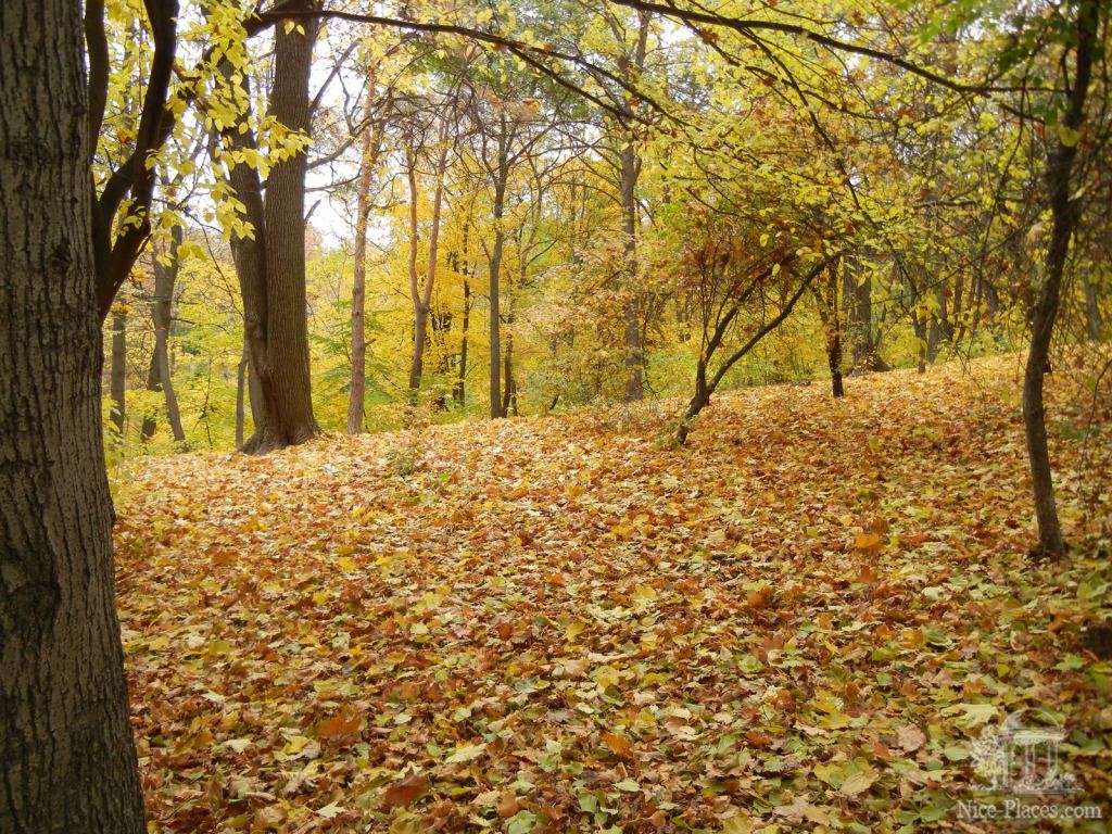 Фото 24 - Золотая осень в ботаническом саду им. Фомина