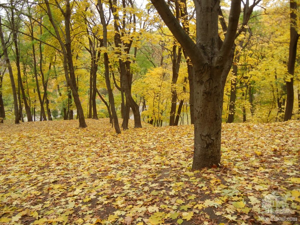 Фото 25 - Золотая осень в ботаническом саду им. Фомина