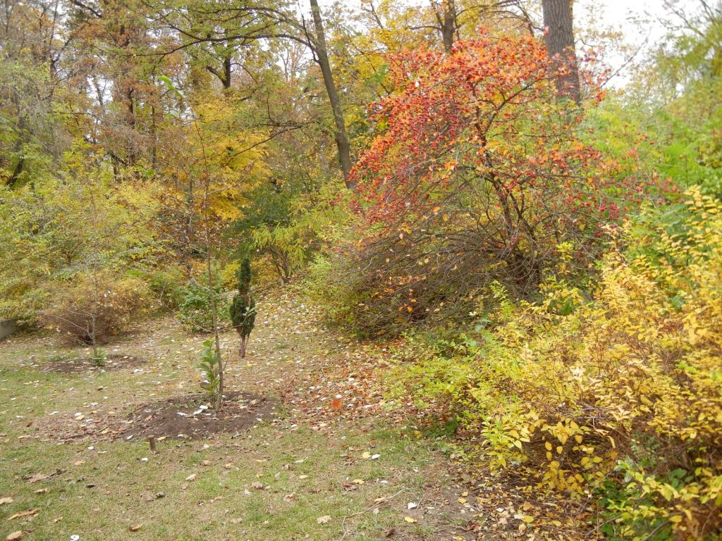 Фото 29 - Золотая осень в ботаническом саду им. Фомина