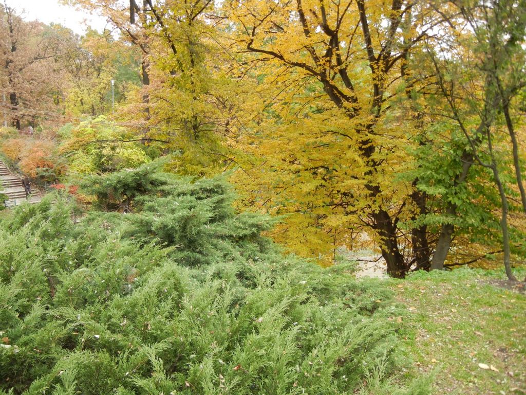 Фото 32 - Золотая осень в ботаническом саду им. Фомина