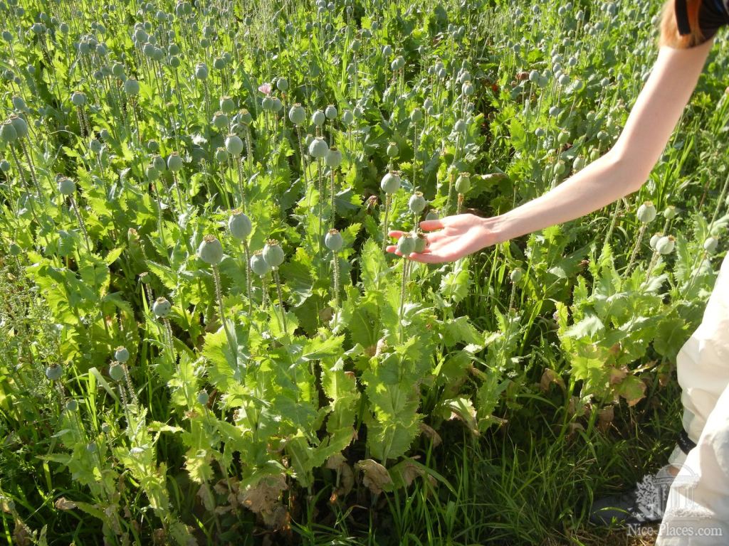 В окрестности Киттзее обнаружили большое маковое поле - Киттзее, или как выглядит Австрийская деревня