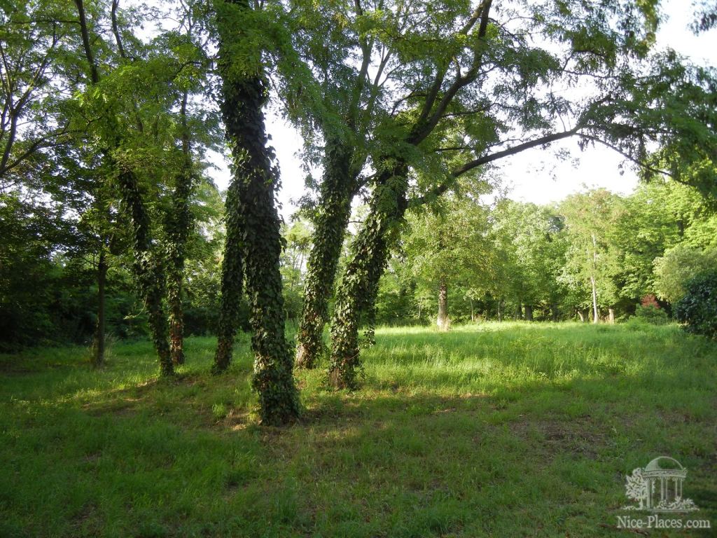 Увитые плющом деревья в парке - Киттзее, или как выглядит Австрийская деревня