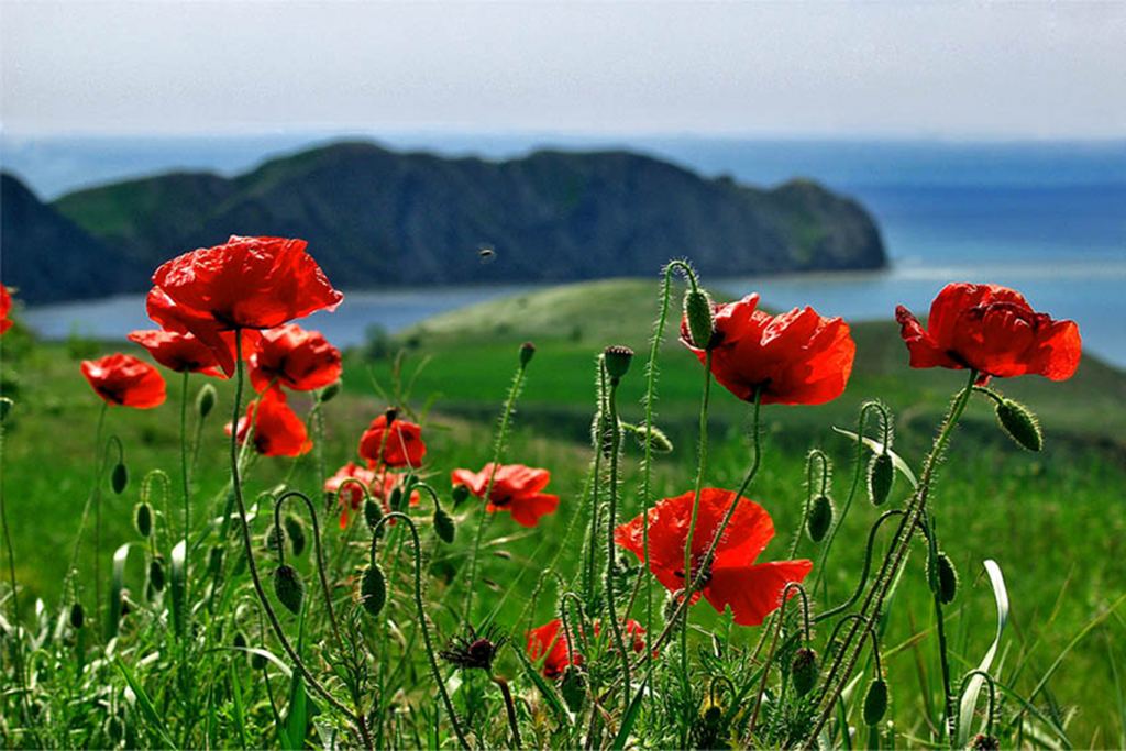 Красные маки - Красоты Крыма (артовые фото)