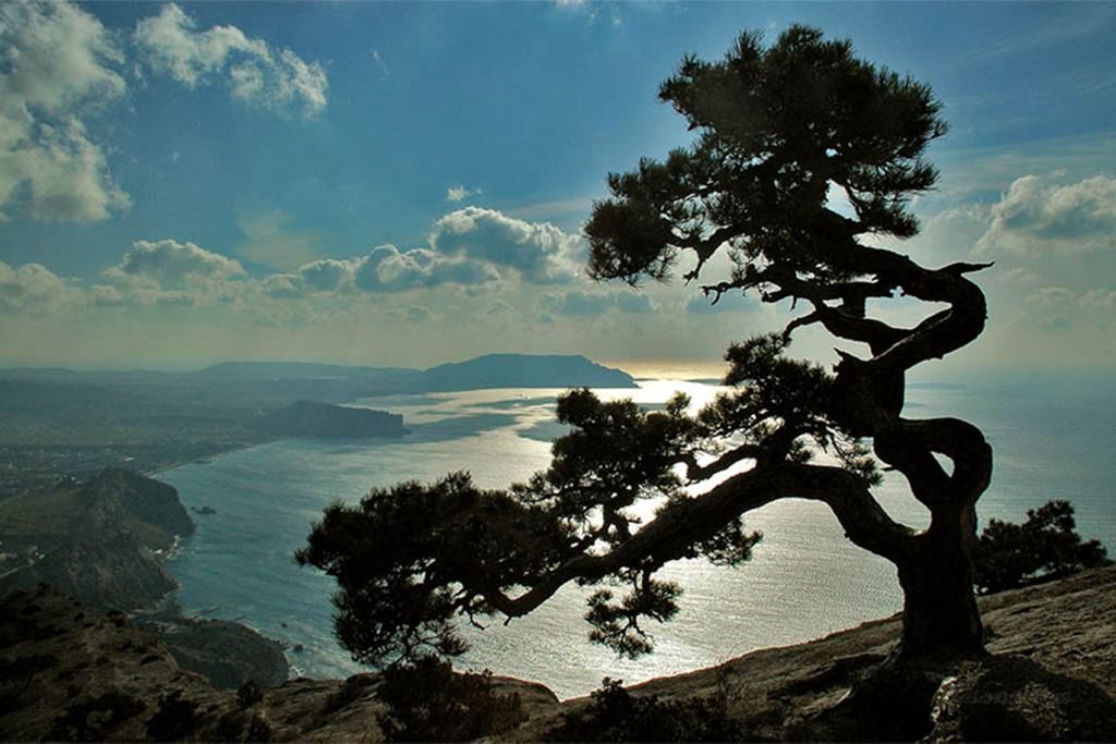 Дерево на скале - Красоты Крыма (артовые фото)