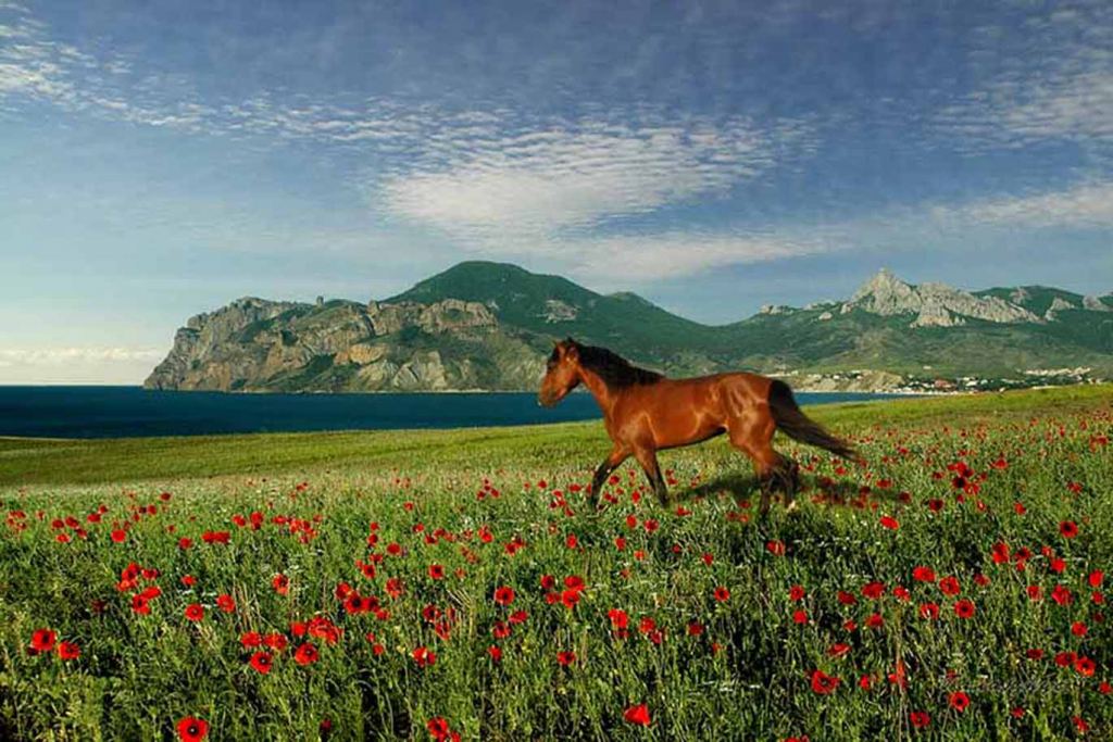 Спирит - душа прерий :) - Красоты Крыма (артовые фото)